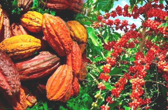 culture de cacao en pleine maturation Abou-services-international Abou-services-international culture de cacao en pleine maturation